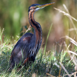 Ardea purpurea (Purple heron)